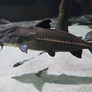 Ripsaw catfish (Oxydorax niger), 2020-05-24
