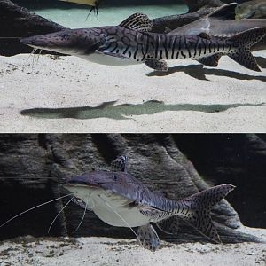 Barred sorubim catfish (Pseudoplatystoma fasciatum), 2020-05-24