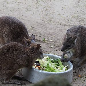 Parma wallabies (Macropus parma) eating vegetables, 2020-05-24