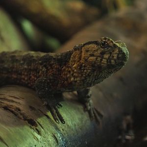 Chinese crocodile lizard (Shinisaurus crocodilurus), 2020-05-24