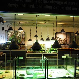 Reptile house raising/nursery room, 2020-05-24