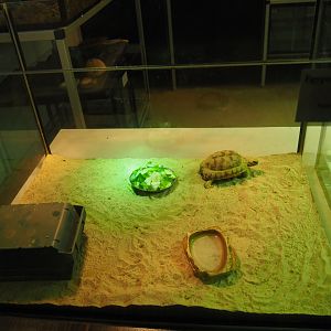 Raising terrarium juvenile Egyptian tortoise, 2020-05-24