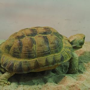 Juvenile Egyptian tortoise (Testudo kleinmanni), 2020-05-24