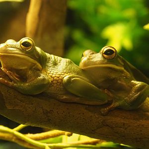 White-lipped tree frogs (Nyctimystes infrafrenatus), 2020-05-24
