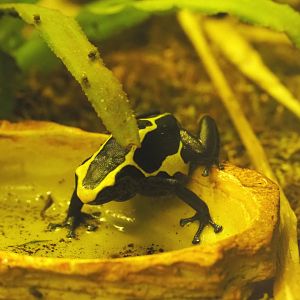 Dyeing poison dart frog (Dendrobates tinctorius), 2020-05-24
