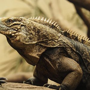 Cuban iguana (Cyclura nubila nubila), 2020-05-24
