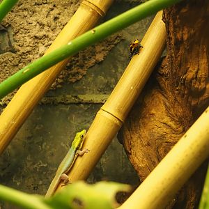 Yellow-headed day gecko (Phelsuma klemmeri) and Mimic poison dart frog (Ranitomeya imitator), 2020-05-24