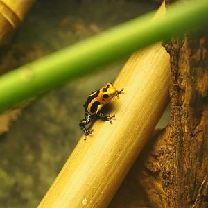 Mimic poison dart frog (Ranitomeya imitator), 2020-05-24