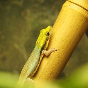 Yellow-headed day gecko (Phelsuma klemmeri), 2020-05-24