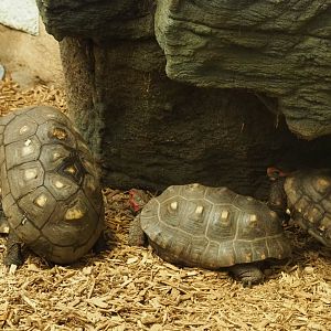 Red-footed tortoises (Chelonoidis carbonarius), 2020-05-24