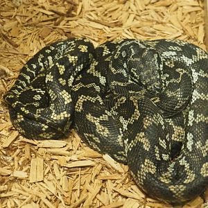 Northwestern Carpet Python (Morelia spilota variegata), 2020-05-24