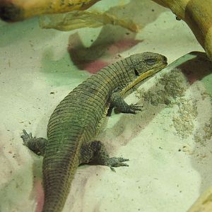 Sudan plated lizard (Broadleysaurus major), 2020-05-24