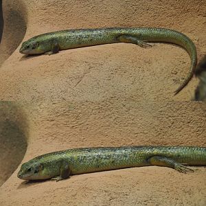 Major skink (Bellatorias frerei), 2020-05-24