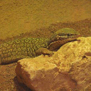 Spiny-tailed monitor (Varanus acanthurus)2020-05-24