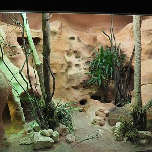 Australian mixed terrarium: Frill-necked lizard, Spiny-tailed monitor and Major skink, 2020-05-24