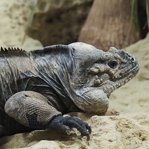 Hispaniolan rhinoceros iguana (Cyclura cornuta cornuta), 2020-05-24