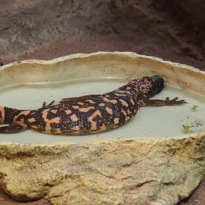 Gila monster (Heloderma suspectum), 2020-05-24