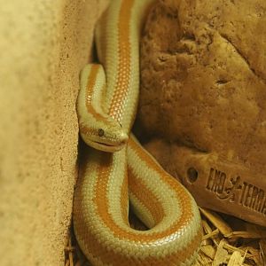 Baja rosy boa (Lichanura trivirgata saslowi), 2020-05-24