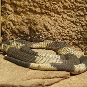 Snouted cobra (Naja annulifera), 2020-05-24
