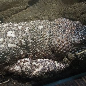 Rio Fuerte beaded lizard (Heloderma horridum exasperatum), 2020-05-24
