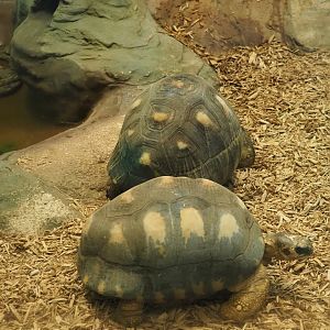 Radiated tortoises (Astrochelys radiata), 2020-05-24