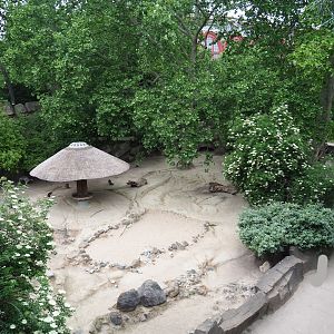 Eastern grey kangaroo and Parma wallaby paddock, 2020-05-24