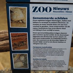 Tortoises with numbered shells for research purposes sign, 2020-05-24
