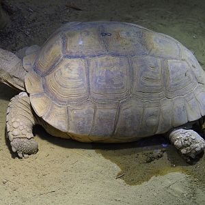 African spurred tortoise (Centrochelys sulcata), 2020-05-24