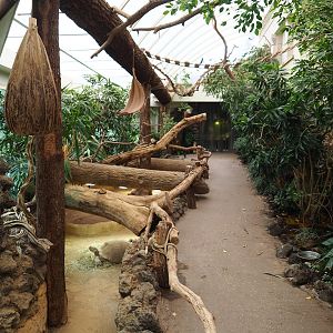 Reptile house winter garden with green iguanas, birds, spurred tortoise paddock and visitor area, 2020-05-24