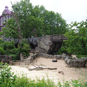 Dromedary camel and Somali black-headed sheep paddock, 2020-05-24