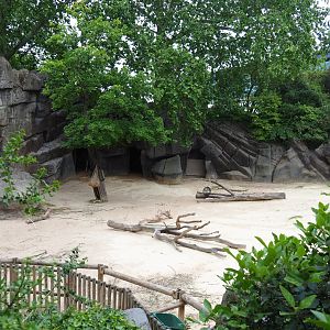 Dromedary camel and Somali black-headed sheep paddock, 2020-05-24