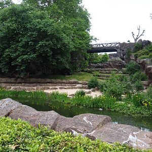 African lion exhibit, 2020-05-24