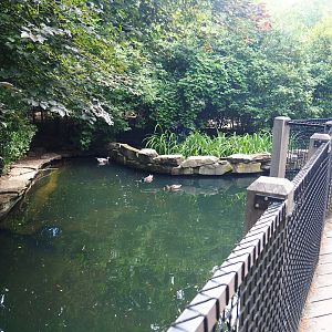 Section of bar-headed goose exhibit left of visitor bridge - Formerly the nutria exhibit, 2020-06-28