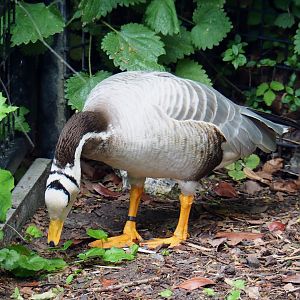 Bar-headed goose (Anser indicus), 2020-05-24