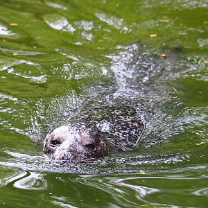 Eastern Atlantic harbor seal (Phoca vitulina vitulina), 2020-05-24