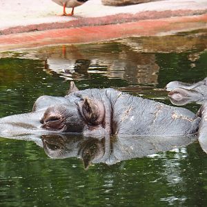 Hippopotamus Hermien (Hippopotamus amphibius), 2020-05-24