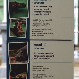 Hippopotamuses Hermien and Imani information sign, 2020-05-24