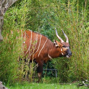 Mountain bongo (Tragelaphus eurycerus isaaci), 2020-05-24
