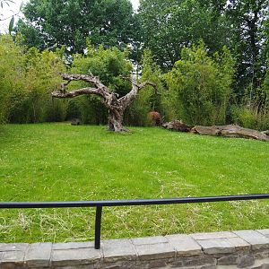 Mountain bongo paddock, 2020-05-24