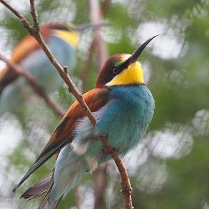 European bee-eater (Merops apiaster), 2020-05-24