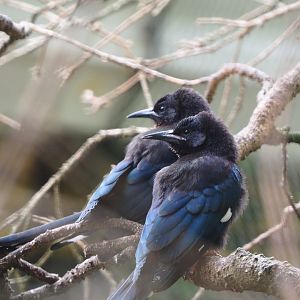 Juvenile Green woodhoepoes (Phoeniculus purpureus), 2020-05-24