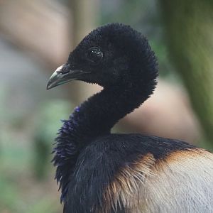 Grey-winged trumpeter (Psophia crepitans), 2020-05-24