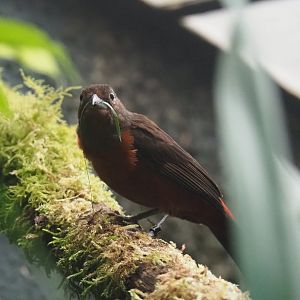 Female Brazilian tanager (Ramphocelus bresilia), 2020-05-24