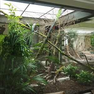 Aviary Brazilian tanager pair, 2020-05-24