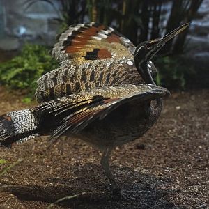 Sunbittern (Eurypyga helias), 2020-05-24
