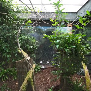 Aviary Goldie's lorikeets, 2020-05-24