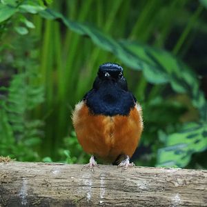 White-rumped shama thrush (Kittacincla malabarica), 2020-05-24