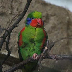 Red-flanked lorikeet(Charmosyna placentis placentis), 2020-05-24