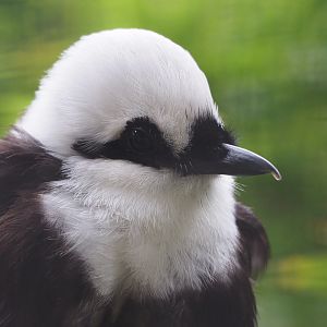 Sumatran laughingthrush (Garrulax bicolor), 2020-05-24
