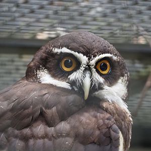 Spectacled Owl (Pulsatrix perspicillata), 2020-05-24